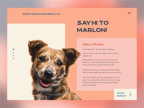 Pet adoption platform by Irene Bautista on Dribbble