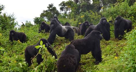 Uganda Gorilla And Active Adventure Vacation Safari By Friendly Gorillas