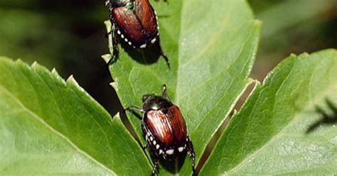 How To Fight Japanese Beetles Cbs Minnesota