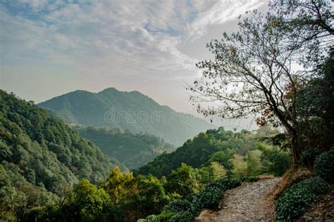 Tea Plants Hills In Hangzhou China Stock Image Image Of Lead Gray