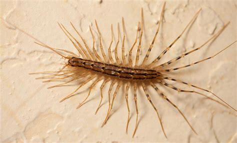Can House Centipedes Climb Walls Uncovering The Truth About Their