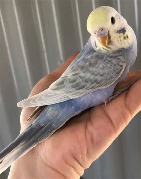 Rainbow Budgies Complete Guide Photos Videos