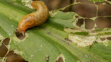 How Do You Stop Slugs Without Harming Dogs