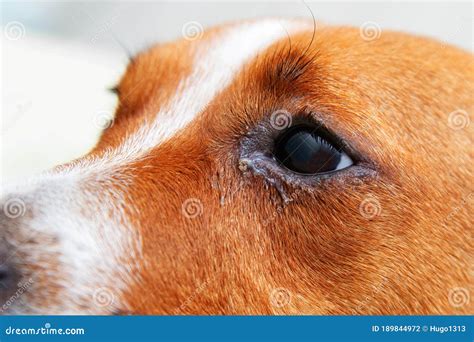 Close Up Of Redness And Bump In The Eye Of A Dog Conjunctivitis Eyes