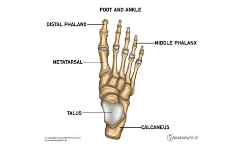 Foot And Ankle Anatomy Range Of Motion And Structure Anatomystuff