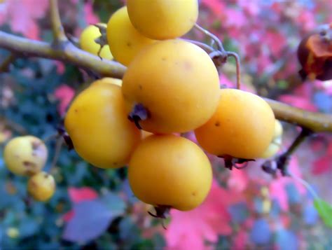 The fruit is sweet, but somewhat. Bright color fruit tree in yellow.JPG Hi-Res 720p HD