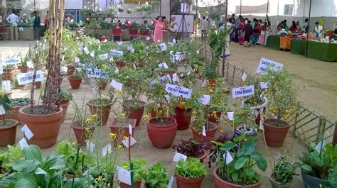 A kitchen garden is usually a garden in your yard, preferably near the kitchen. Dwarka Parichay News - Info Services: KITCHEN GARDENING ...
