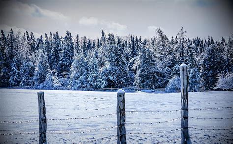 Winter Nature Trees Snow Fence Hd Wallpaper Pxfuel