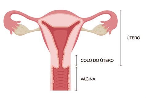 extração constituir bilhete imagem do colo do utero normal arrasto polar pólo