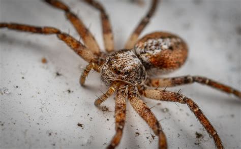 Brown Recluse Bite Treatment What You Should Do