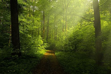 Light Forest Rays Landscape Forest Landscape Nature Green Season