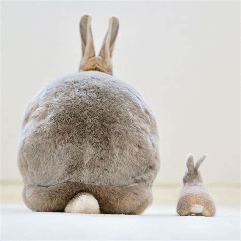 Bunny Butt Friday Pals 🐰🍑🐰🍑🙈 📷 Ig Andolive Giant Bunny