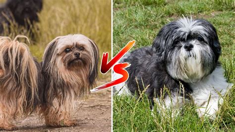 Lhasa Apso Vs Shih Tzu Whats The Difference