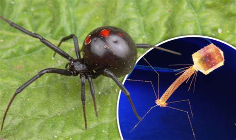Virus Uses Stolen Poison Genes From Deadly Black Widow Spider World