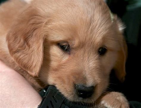 It's free to post an ad. Golden Retriever Puppy | Dog care, Puppies, Golden dog