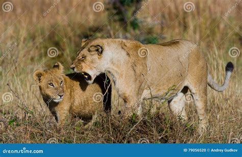 Lioness With Cubs In The Savannah National Park Kenya Tanzania