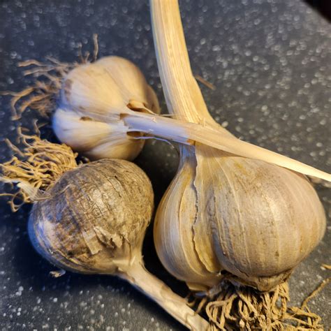 Garlic Bulbils Great Lakes Staple Seeds