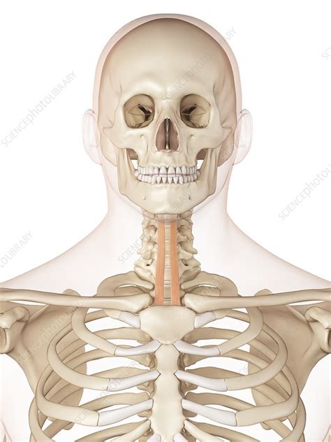 Human Neck Muscles Illustration Stock Image F0116860 Science