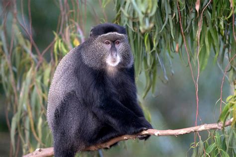 Blue Monkey Travel Guide Destination Uganda
