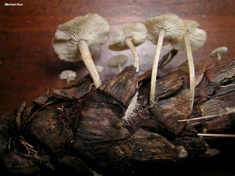 Baeospora myosura (MushroomExpert.Com)
