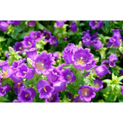 Campanula Canterbury Bells Mixed Flower Seeds Approx 895 Seeds By