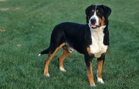 Greater Swiss Mountain Dog Vs Great Pyrenees Breed Comparison