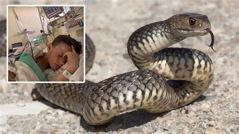 Teachers Save Students Life After Deadly Snake Bite During Camp
