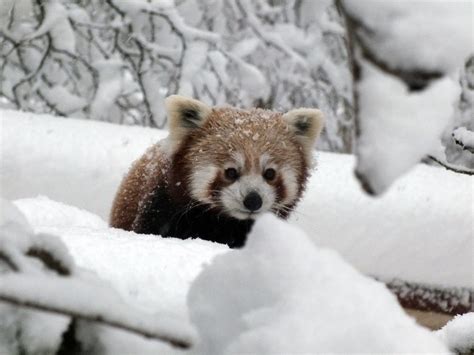 Adorable Red Panda Braves Snow At Highland Wildlife Park