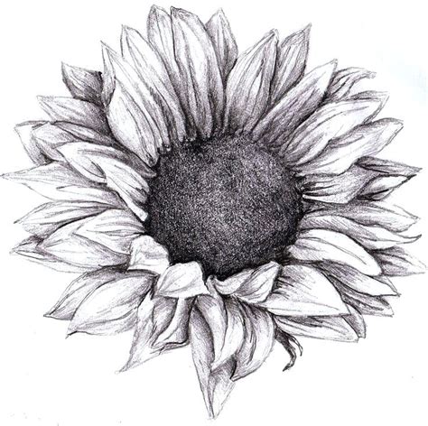 Sunflower Clipart Sunflower Outline Pencil And In Color Infoupdate