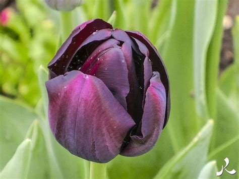 Black Tulip By Jacquesraffin On Youpic Black Tulips Tulips Black