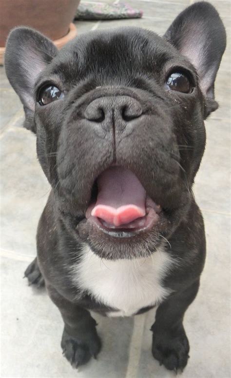 French Bulldog Puppy Mans Best Friend Pinterest