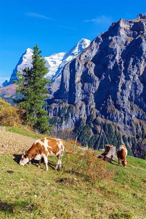 Alpine Cows At Meadow With Eiger And Monk Mountains Murren Bernese