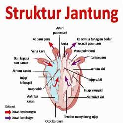 Gambar Peredaran Darah Jantung Pembuluh Struktur Arteri Vena Gambar