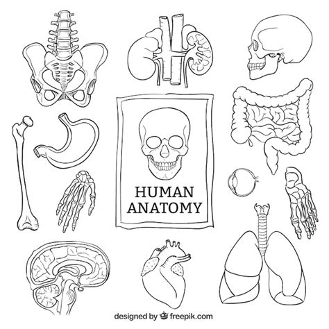 Anatomía Humana Esbozado Vector Gratis