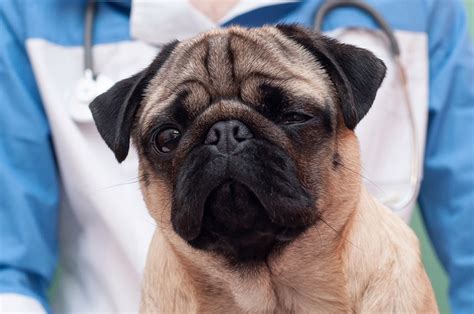 Pug Dog Encephalitis Vet Approved Signs Causes And Care Pet Keen