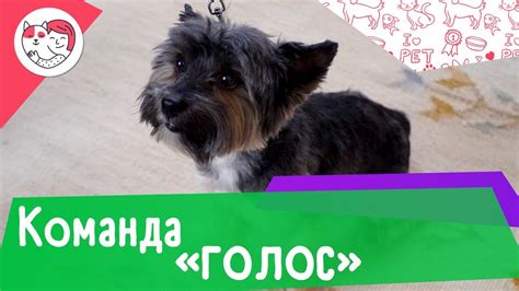 Как научить собаку команде «голос»: видеоинструкция - YouTube