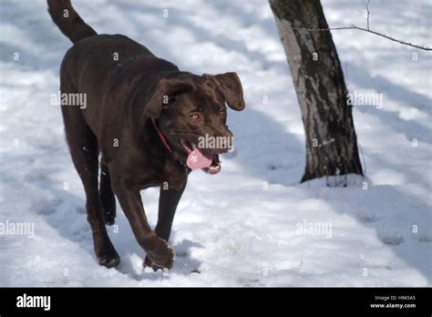 Chocolate Labrador Retriever Running In Snow Stock Photo Alamy