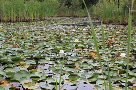 Wetland Marshland Pod Lily Pad Nature Water Landscape Marsh