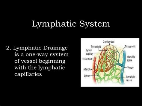 Ppt Lymphatic System Powerpoint Presentation Free Download Id