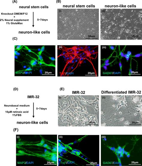 The Characteristics Of Human NSCs And Neuroblastoma IMR 32 Derived