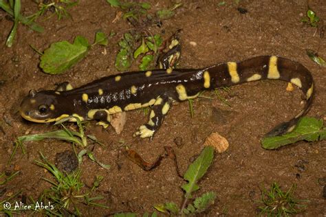 California Tiger Salamander Ambystoma Californiense Flickr