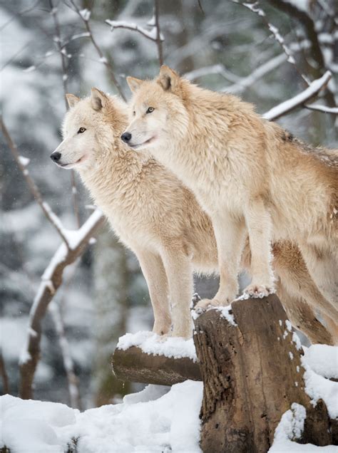 But wolves and humans have a long. Where Do Wolves Live, You Wonder? Here's the Reality - Animal Sake