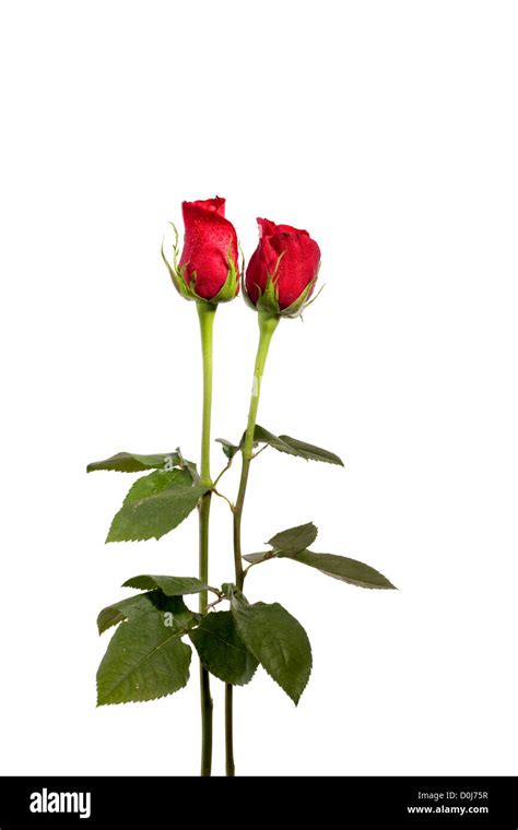 Two Red Roses Isolated On White Background Stock Photo Alamy