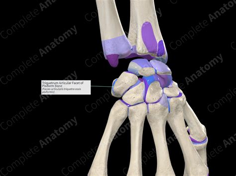 Triquetrum Articular Facet Of Pisiform Bone Complete Anatomy