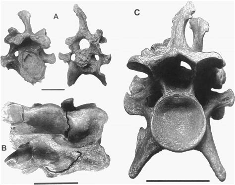 Cervical Vertebrae From A Moose Alces Alces From Utah Bar Scales Are