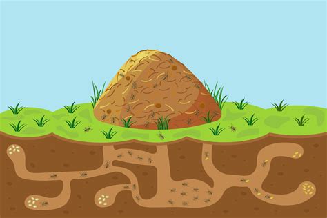 Anthill With Holes And Passages Sectional View Underground Vector