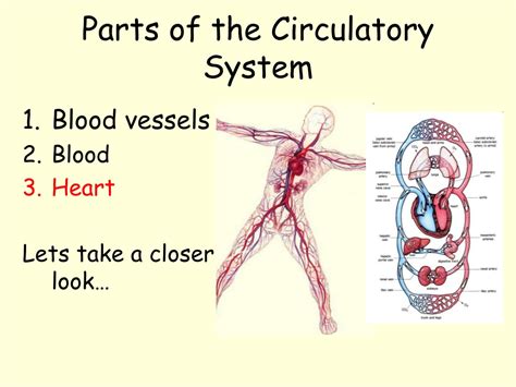 Ppt The Circulatory System Powerpoint Presentation Free Download