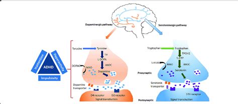Major Pathways Related To The Pathogenesis Of Attention Deficit