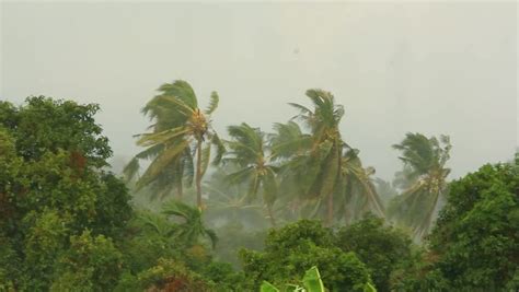 Tropical Storm In The Jungle On Koh Samui Thailand Hd 1920x1080