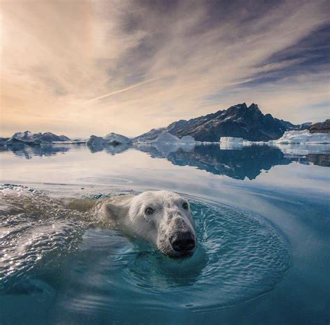 Polar Bear In Greenland Photo By National Geographic Photographer Andy